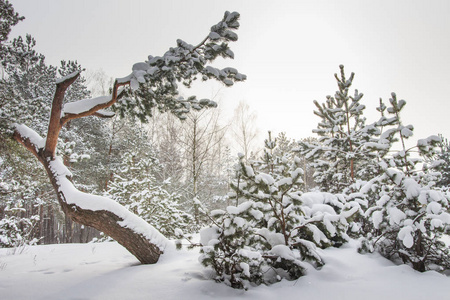 冬天的性质。雪山的树。十二月。圣诞节背景。冬天多云。天然冬季森林。雪