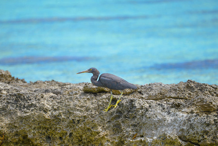 太平洋礁苍鹭, 黑色 egretta sacra, 法属波利尼西亚, tetiaroa 岛