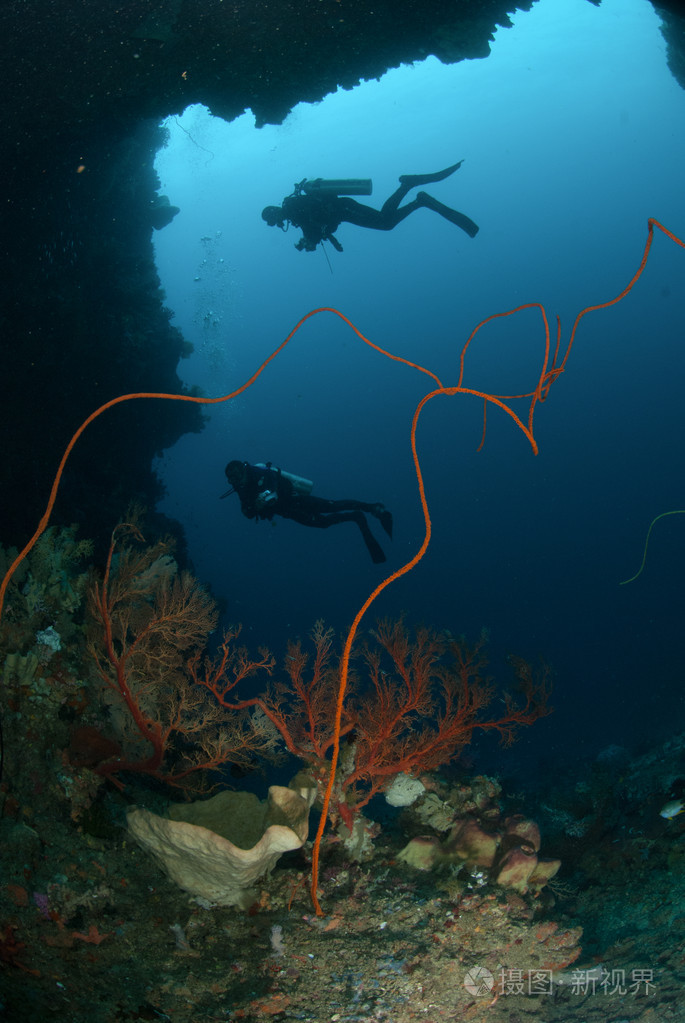 潜水员,海绵,钢丝珊瑚的安汶,印度尼西亚马鲁古群岛的水下照片