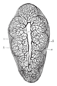 图示为胸腺小叶复古线画或雕刻插图