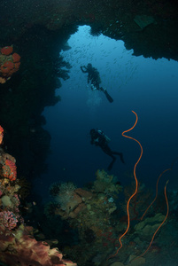 潜水员，海绵，钢丝珊瑚，海扇在安汶，印度尼西亚马鲁古群岛的水下照片
