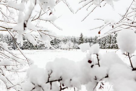 侯格 venen 在雪中