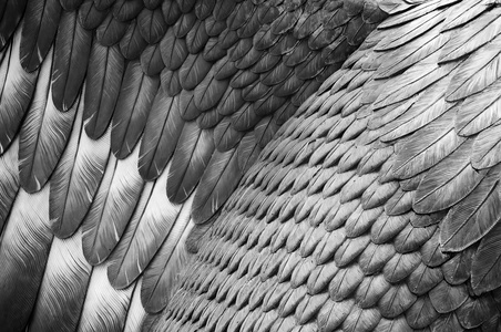 黄金鹰的羽毛图片