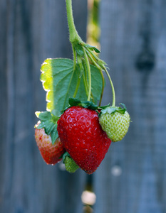 montn de fresas en una rama verde