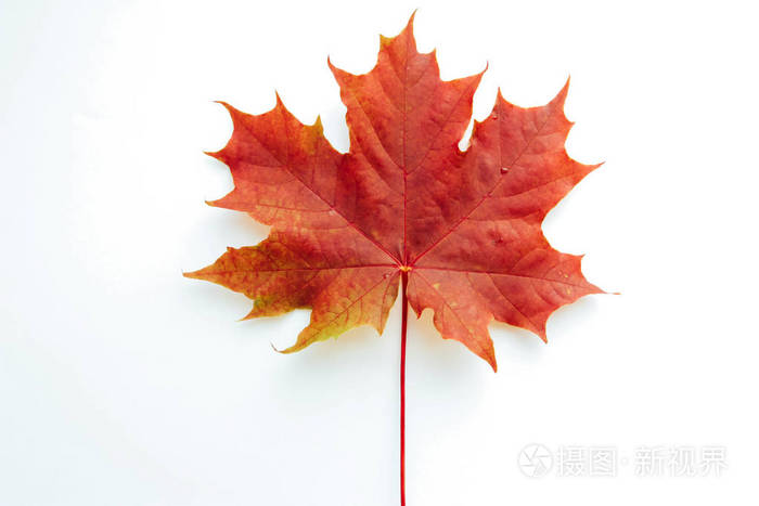 枫叶在白色背景下分离 红色秋天叶子概念 遇见秋天 9月 10月 11月 样式照片 正版商用图片08rp56 摄图新视界 枫叶在白色背景下分离 红色秋天叶子概念 遇见秋天 9月 10月 11月 样式照片 正版商用图片08rp56 摄图新视界