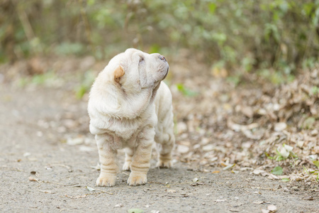 shar pei 小狗