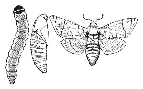 山羊蛾这个例证代表山羊飞蛾阶段, 复古线图画或雕刻例证照片