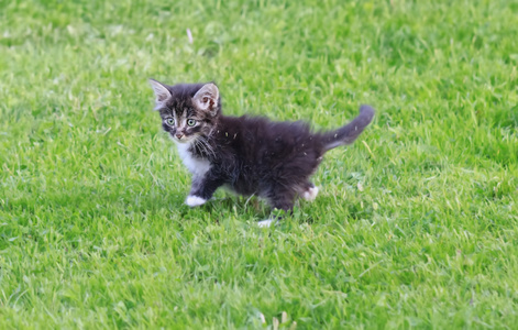 在绿色的草坪上漂亮小猫
