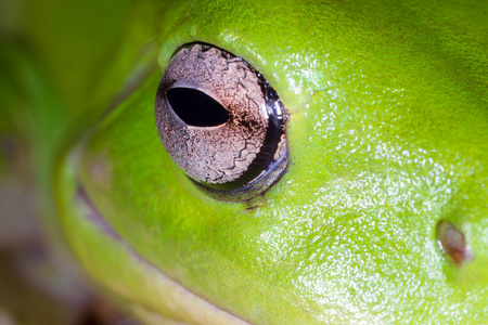 绿色的青蛙,伴有胀形金色眼睛大眼睛青蛙, 黑色素描, 图案有趣的青蛙