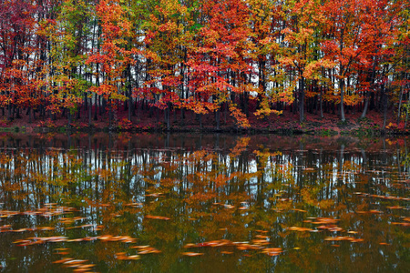 美丽的猩红, 黄色, 橙色的树木在湖岸边反映在水中的叶子漂浮。美丽的秋天风景在村庄