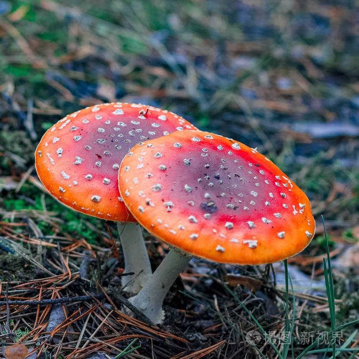 欧洲森林红色有毒蕈菇