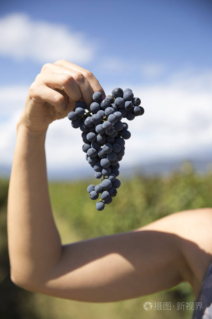 成熟的蓝色葡萄在手上一个模糊的背景蓝色的天空和葡萄园在一个夏天