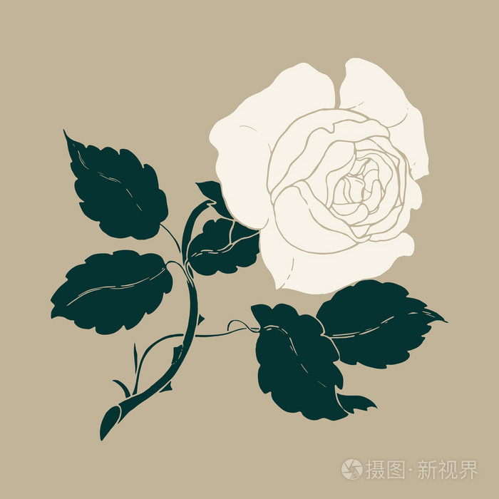 白玫瑰