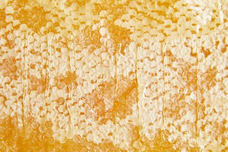 以蜂蜜为背景的蜜蜡全骨架图片