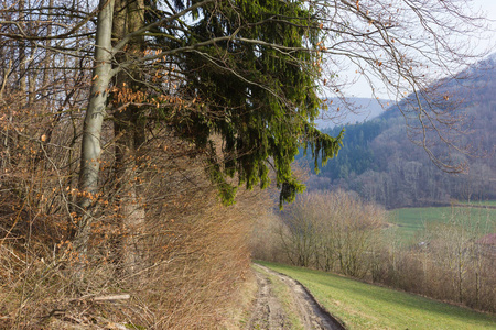 树木自然和分枝在冬季月1月在德国南部的一个阳光日