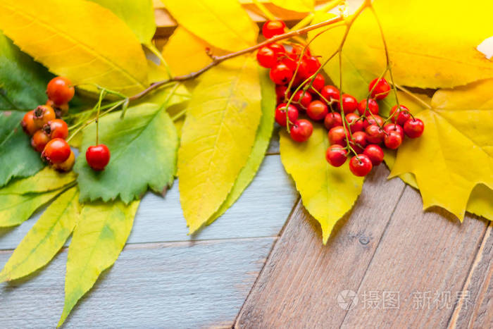 绿色背景美丽装饰华美季节性特写