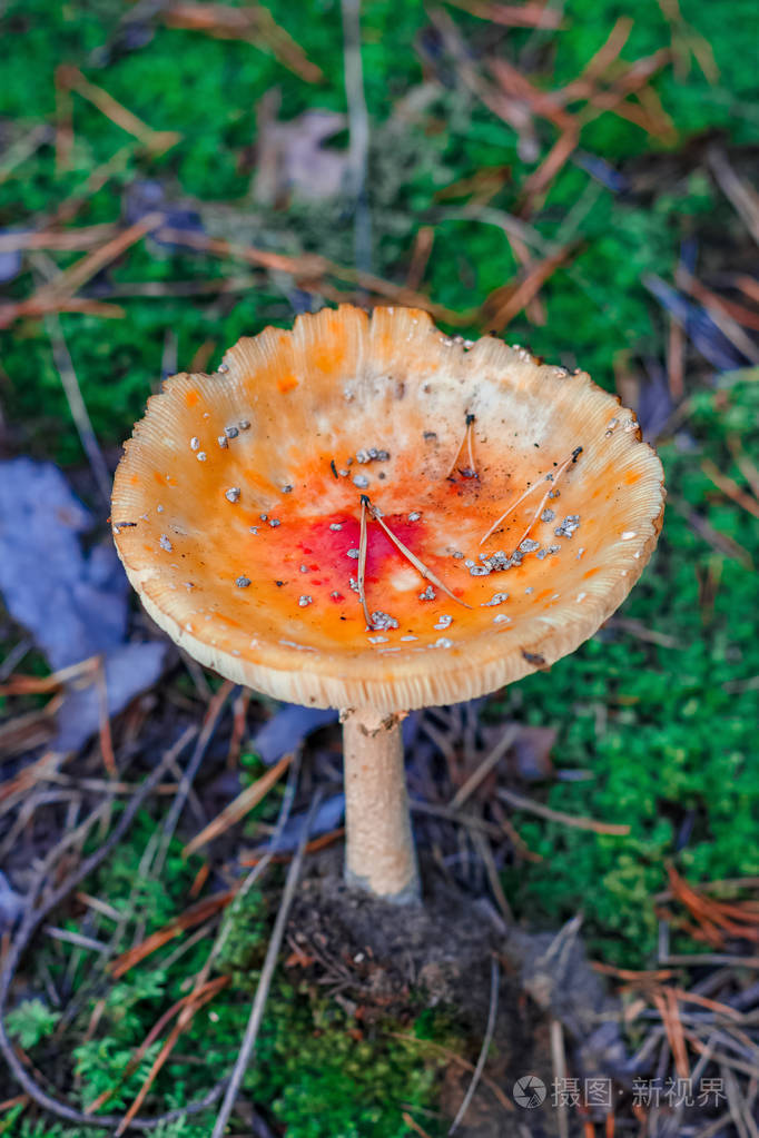毒蝇伞欧洲森林红色有毒蘑菇
