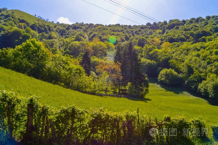 一座夏日风景秀丽的森林小山, 绿树成荫, 草地上有天空和太阳耀斑可见