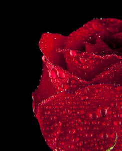 露水珠的红玫瑰图片