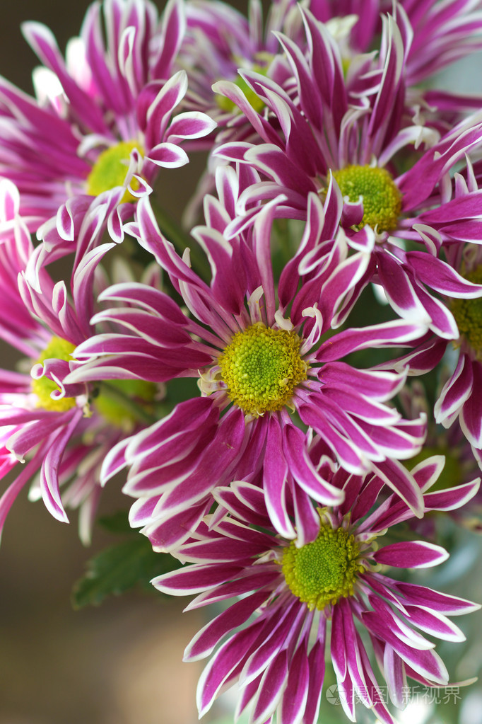 紫色菊花的特写