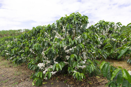 咖啡种植园在哥伦比亚, 红色咖啡豆在树的分支