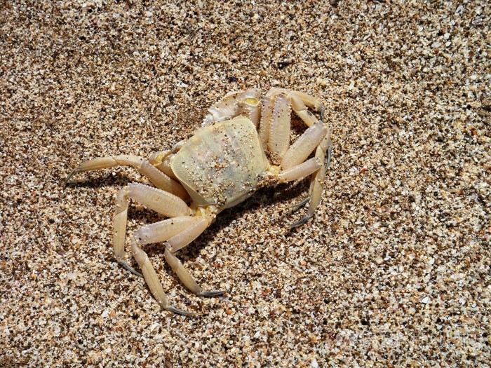 螃蟹在砂质海岸上