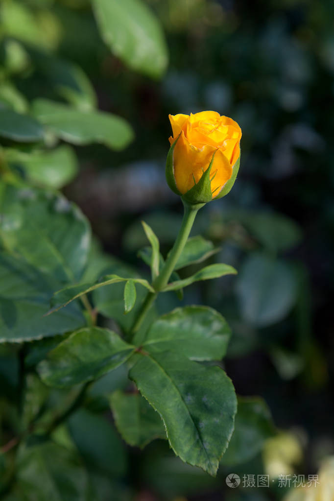 玫瑰花夏天的样子图片