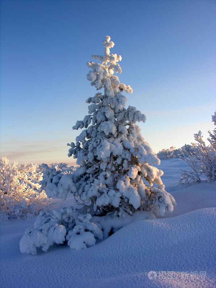 松树被雪覆盖着