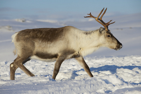 在挪威北部的特罗姆瑟地区，自然环境中的驯鹿