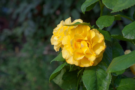 花园里有一朵鲜艳的黄色玫瑰花。美丽的黄色玫瑰灌木在花床上生长在阳光明媚的夏日