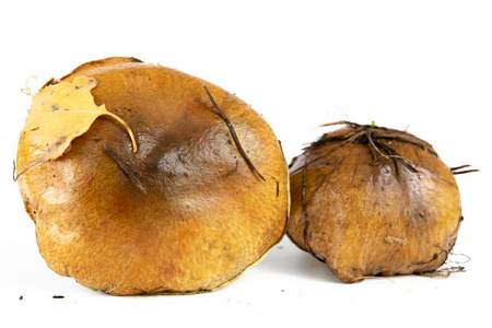 落叶森林中的湿苔藓上的森林果实.秋季季节照片