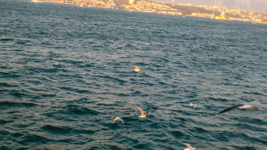 海鸥在白天飞越海面