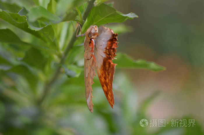 夏天的蝴蝶在花园里