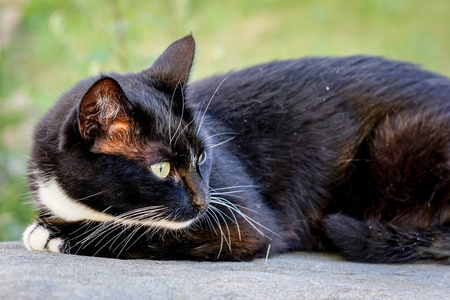 一只黑色的乡村猫躺在阳光下取暖的石头
