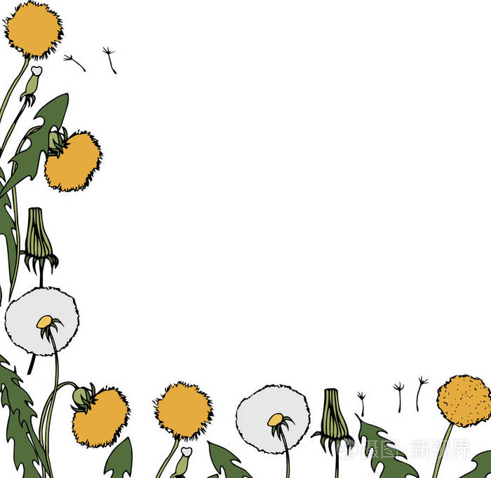 蒲公英画边框.矢量花框.野生植物开花.