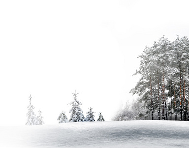 冬天的森林。冬季景观