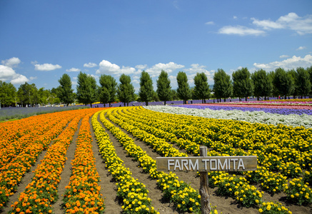 五颜六色的花，在富田农场中的行