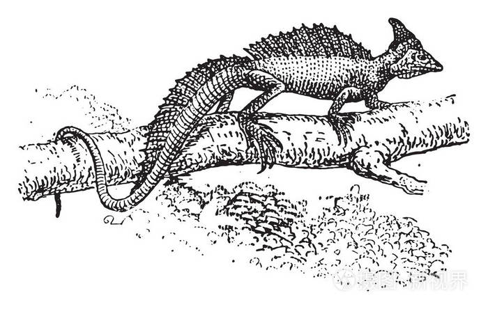 蛇怪, 老式雕刻插图.词汇与事物辞典-larive 和弗勒勒-1895