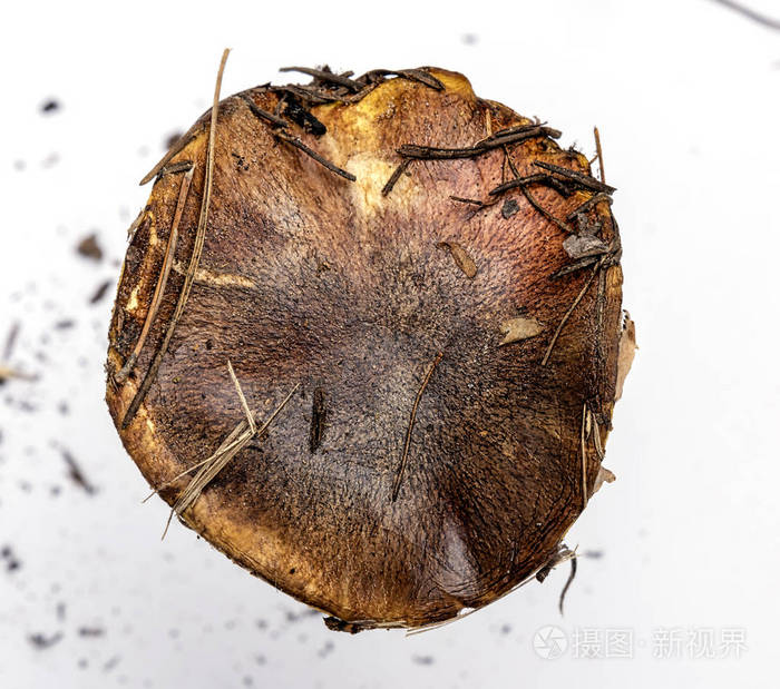 棕色帽新鲜蘑菇黄曲霉顶视图