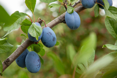 蓝李子在树上长着绿叶照片