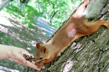 树上的松鼠吃坚果