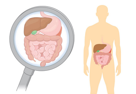 用放大镜观察人体消化的内脏器官。卫生保健和医疗说明