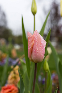 在德国南部的一个罗科科公园里, 在雨天, 在花的景色上, 雨滴对鲜花的影响看起来完全不同