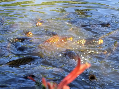 鲤鱼在湖的水域游泳