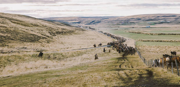 正宗的野生冰岛马在自然骑马图片