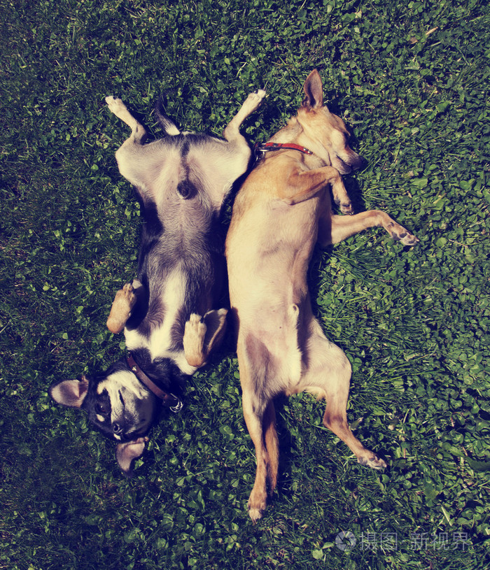 两个娃娃在草中翻滚