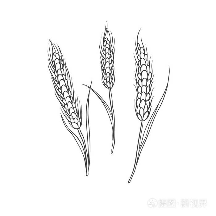 小麦穗状谷物作物.黑色矢量素描手绘插图在白色背景下隔离