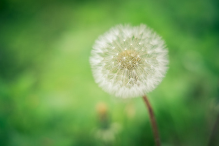 蒲公英花图片