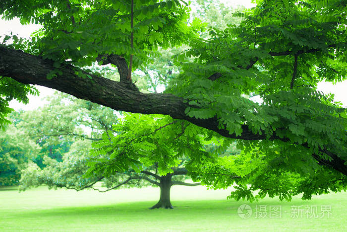郁郁葱葱的夏日树木和青草的美丽绿叶