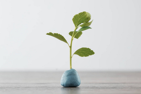 茁壮成长树绿色的树枝, 在光的背景下发芽.